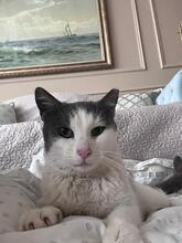 PETROS, Katze, Europäisch Kurzhaar-Mix in Wuppertal