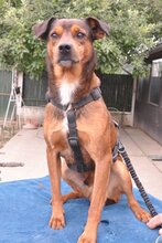 AMON, Hund, Mischlingshund in Kroatien