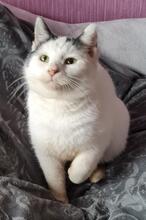 ATHENE, Katze, Europäisch Kurzhaar-Mix in Hamburg