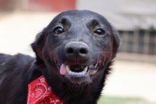 ARA, Hund, Hrvatski Ovcar-Terrier-Mix in Kroatien