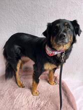 GVENDA, Hund, Hovawart-Mix in Berlin