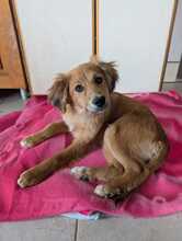 SKIOUROS, Hund, Mischlingshund in Haltern am See