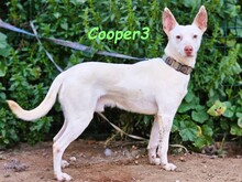 COOPER3, Hund, Podenco in Spanien