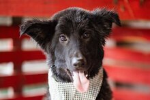 NOAH, Hund, Mischlingshund in Kroatien