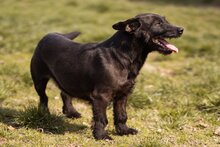 GRETA, Hund, Mischlingshund in Kroatien