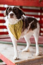 SARENKO, Hund, Mischlingshund in Kroatien
