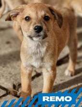 REMO, Hund, Mischlingshund in Bulgarien