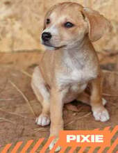 PIXIE, Hund, Mischlingshund in Bulgarien