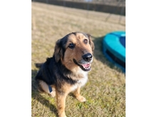 ALADIN, Hund, Mischlingshund in Erlangen