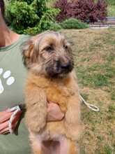 DOMINIK, Hund, Puli-Mix in Ungarn