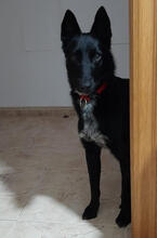 DANTE, Hund, Mischlingshund in Spanien