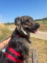 FELICIA, Hund, Mischlingshund in Bensheim