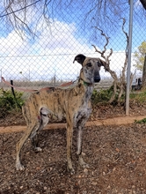 ARGUS, Hund, Greyhound-Mix in Spanien