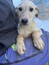 SELMA, Hund, Mischlingshund in Rumänien