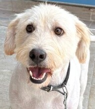 VINCENT, Hund, Mischlingshund in Buchholz