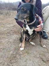 CSIKI, Hund, Mischlingshund in Vaterstetten