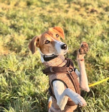 SURI, Hund, Whippet in Neustrelitz