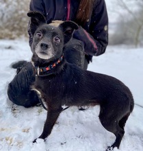 PUFFY, Hund, Mischlingshund in Bayreuth