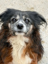 CHIQUITITO, Hund, mischling in Spanien