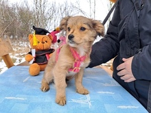 HOLLY, Hund, Mischlingshund in München