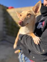 DOLLY, Hund, Podenco in Spanien