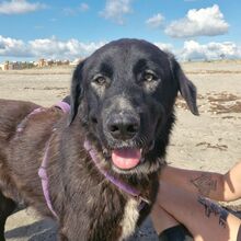 HECTOR, Hund, Mastin Español-Mix in Spanien