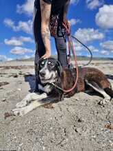 HANNAH, Hund, Mastin Español-Mix in Spanien