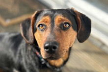 TILLY, Hund, Dackel-Mix in Münster