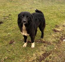 LEON, Hund, Border Collie in Notzingen