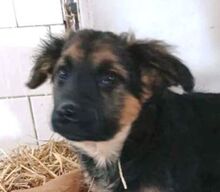 LEO2, Hund, Mischlingshund in Pfaffenhofen