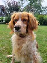 LUNA, Hund, Bretonischer Vorstehhund in Baunach