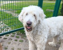 OLIVIA, Hund, Mischlingshund in Karrenzin