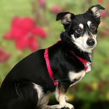 JESSI, Hund, Mischlingshund in Lauf