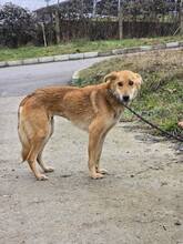 LINA, Hund, Mischlingshund in Bulgarien