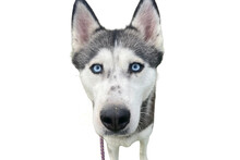 SIA, Hund, Siberian Husky in Niederlande