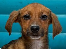 EVELYN, Hund, Dackel-Mischling in Köln