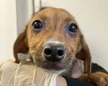 EVELYN, Hund, Mischlingshund in Rumänien