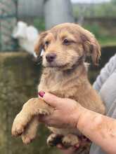 VALENTINA, Hund, Mischlingshund in Italien