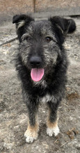 ARIMA, Hund, Mischlingshund in Rumänien