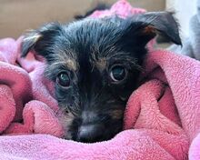 EVI, Hund, Mischlingshund in Köln