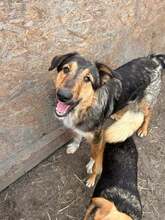 BONITA, Hund, Mischlingshund in Rumänien