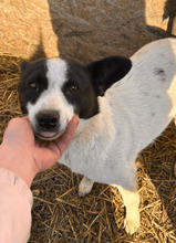 MATEA, Hund, Mischlingshund in Rumänien