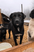 POLLY, Hund, Mischlingshund in Rumänien