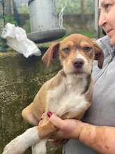 VALERIO, Hund, Mischlingshund in Herxheim