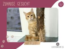 CIUFI, Katze, Europäisch Kurzhaar in Rumänien