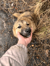 IRIELLE, Hund, Mischlingshund in Rumänien