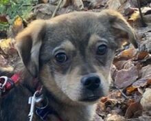 HEDWIG, Hund, Mischlingshund in Hamminkeln