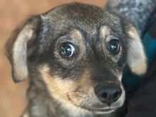 HEIDI, Hund, Mischlingshund in Neunkirchen-Seelscheid