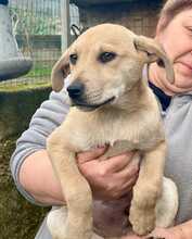 VINCENZO, Hund, Mischlingshund in Herxheim