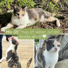 MIA, Katze, Europäisch Kurzhaar in Belgien